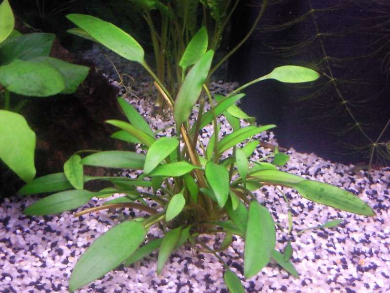 Cryptocoryne x willisii 'Nevillii'